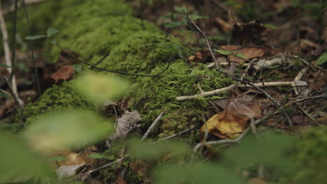 macro rack focus down across a moss covered log on the floor of a forest