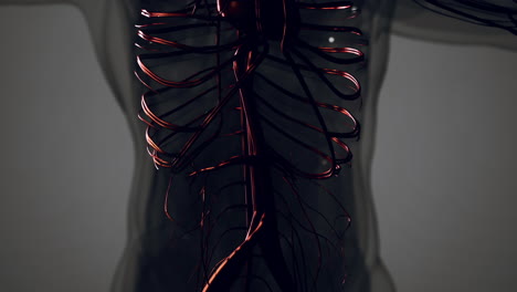 animación médicamente precisa del corazón con venas y arterias