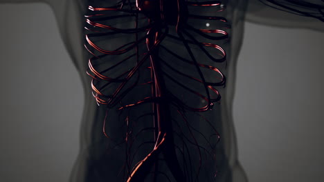 medically accurate animation of heart with vains and arteries