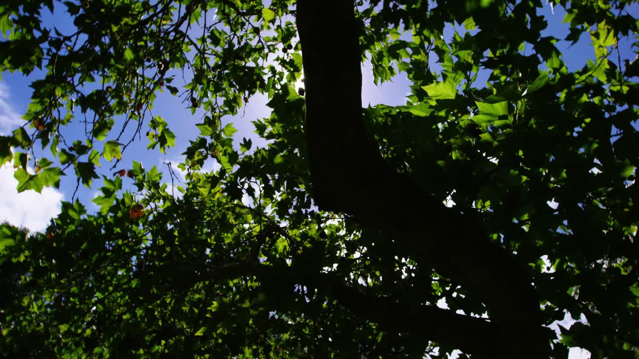 vista hacia arriba del árbol en el jardín