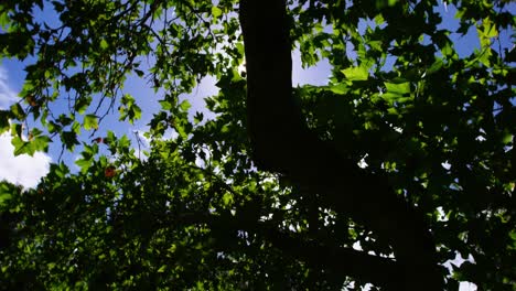 Vista-Hacia-Arriba-Del-árbol-En-El-Jardín