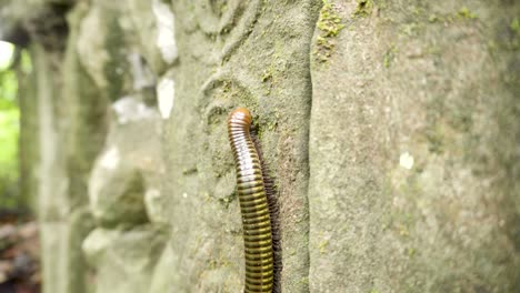 millipede walking vertically over ancient carvings in angkor wat, cambodia