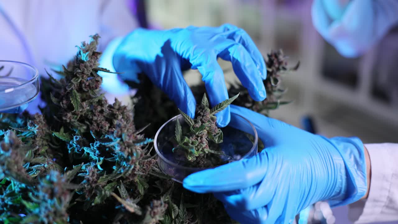 Cannabis Research in the Laboratory