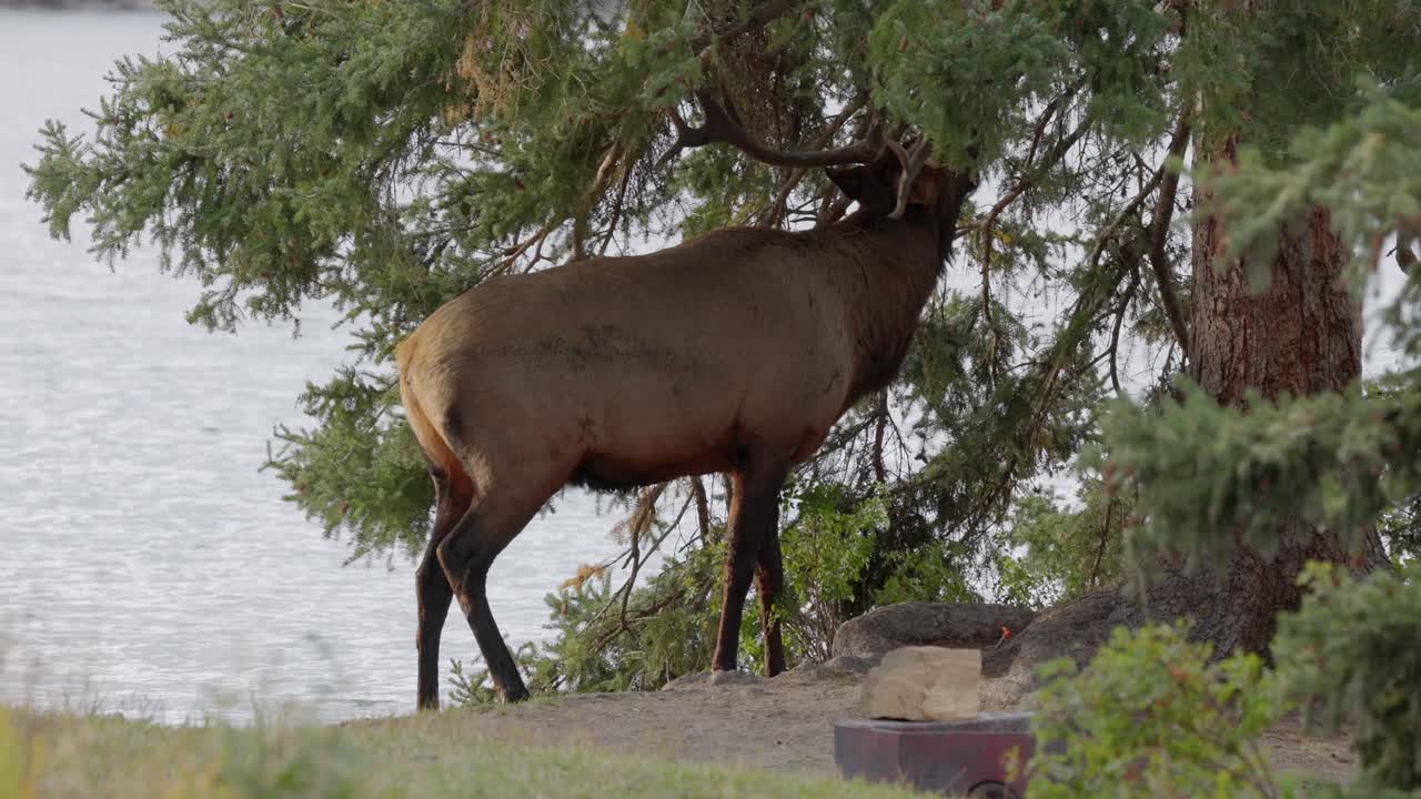 An elk rakes a tree with its antlers near the water as warm sunset light filters through surrounding trees. The scene highlights natural elk raking behaviour in a quiet outdoor setting