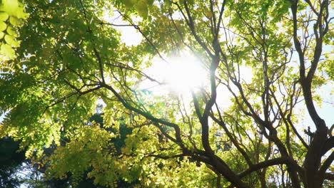 sunrays passing through branches of trees with green leaves in park