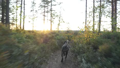 fast tracking shot following behind brittany spaniel dog running through the forest on a trail in the midst of boreal forest with the sun setting behind the tree logs