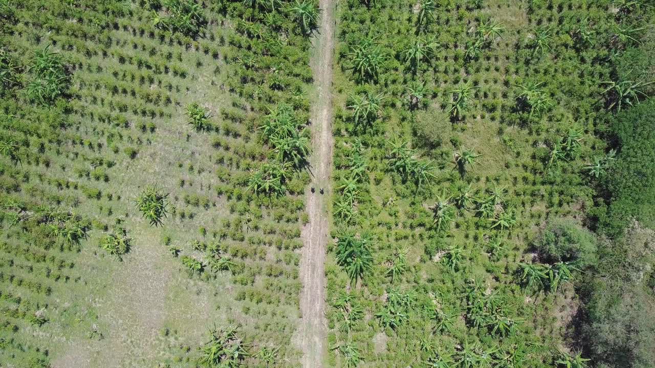 4K beautiful shot of green agriculture crops with a road in the middle