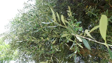 panning through top of olive tree