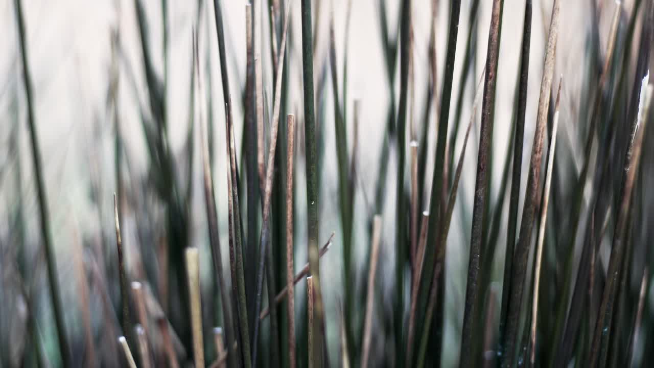 Close up of some flowers moving around as the wind blows