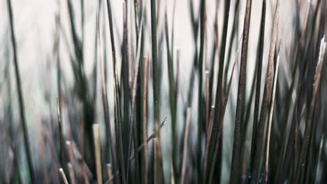 close up of some flowers moving around as the wind blows