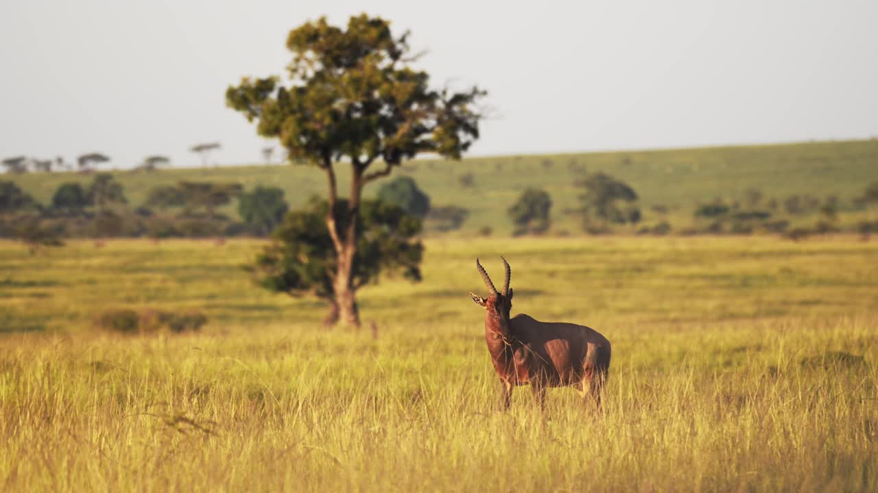 tomada en cámara lenta de topi de pie en el exuberante paisaje verde de la sabana africana rodeado de praderas altas, vida silvestre en la reserva nacional de maasai mara, kenia, áfrica animales de safari en masai mara