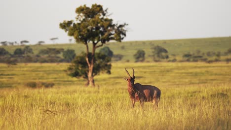 Zeitlupenaufnahme-Eines-Topi,-Der-In-Einer-üppigen-Grünen-Afrikanischen-Savannenlandschaft-Steht,-Umgeben-Von-Hohem-Grasland,-Wildtiere-Im-Masai-Mara-Nationalreservat,-Kenia,-Afrikanische-Safaritiere-In-Der-Masai-Mara