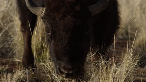 Bison-Nahaufnahme,-Die-In-Super-Zeitlupe-Des-Langen-Grases-Weiden-Lässt