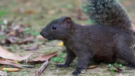 fotografía de perfil de cerca de una linda ardilla de pallas con cola esponjosa, avistada en el suelo del bosque, olfateando y alertada por el entorno circundante