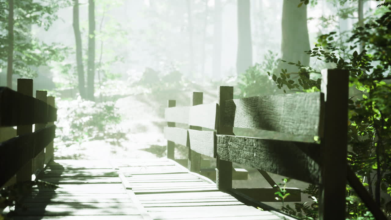 빛 은 안개 가 가득 한 숲 의 나무 다리 에 있는 나무 를 통해 필터링 된다