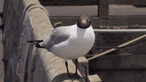 close up de una gaviota en la orilla del mar