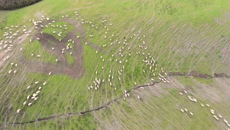 drone view of the flock of sheep