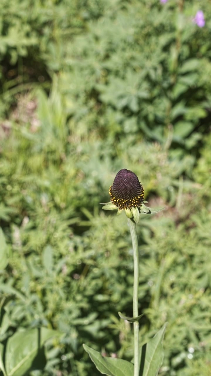 Primo piano verticale al rallentatore di Rudbeckia occidentale (Rudbeckia occidentalis) in fiore ad Albion Basin, area sciistica di Alta, Monti Wasatch, Utah, durante il festival estivo dei fiori selvatici, giornata di sole.