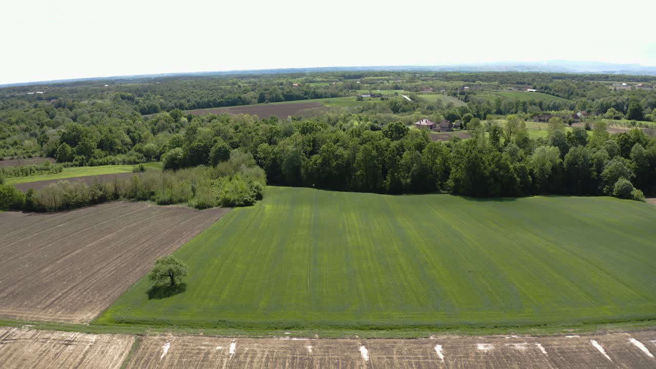 bajando el dron para capturar un árbol solo en el campo agrícola