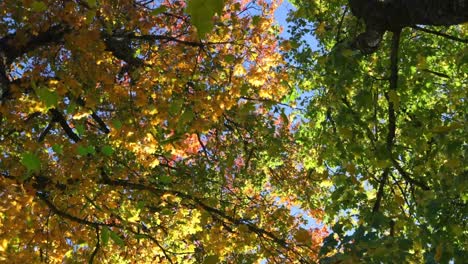 Animation-of-multiple-leaves-falling-over-green-forest