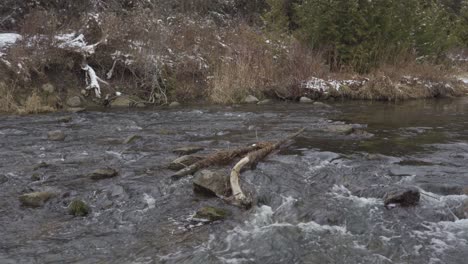 Natural-flowing-water-stream-tree-branch-rocks-Credit-River-bed-Caledon-Lake-Ontario-Canada-conservation-environment-landscape-scenery-North-America