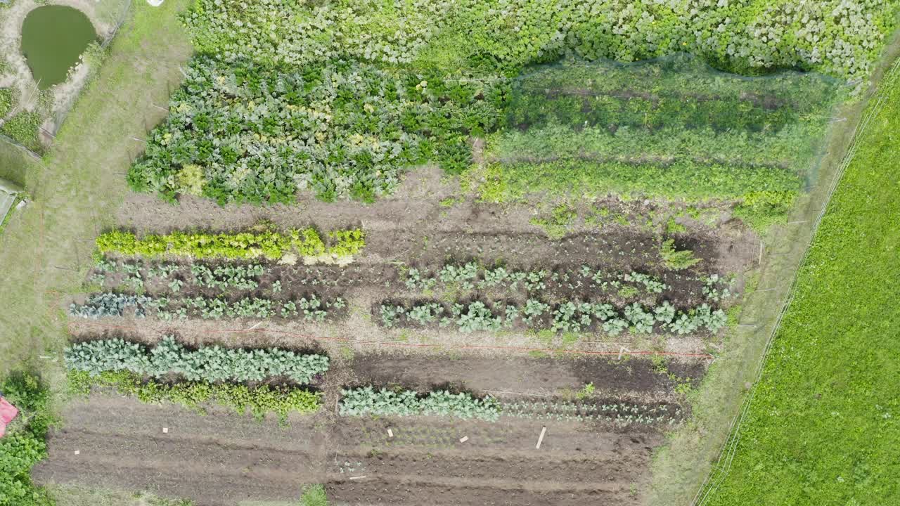 지속 가능한 농장 채소 정원 작물은 언덕의 풀에서 성장합니다.