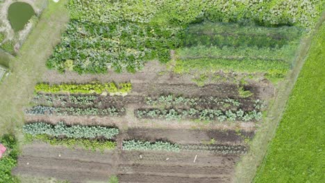 sustainable homestead vegetable garden crops growing on hillside meadow aerial