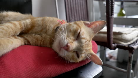 gato durmiendo en una silla naranja