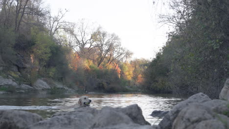 wet golden retriever dog swimming in river creek