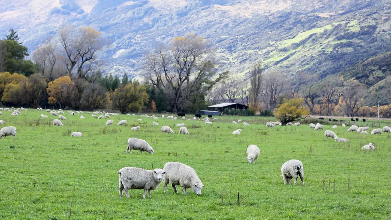 Romney sheep graze peacefully in a lush green pasture with a mountainous backdrop in Queenstown, New Zealand. Natural lighting enhances the serene landscape