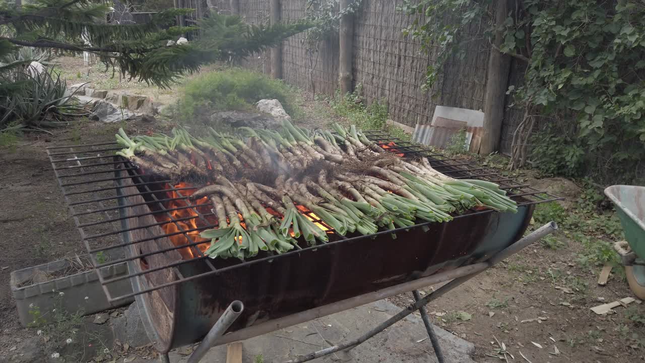 Calcots, traditional sweet onions from catalonia, grilling over open flame on homemade metal barrel barbecue in verdant garden environment during sunny daytime