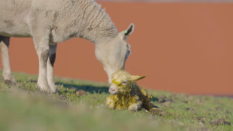 ewe licks birthing fluids off newborn lamb as it tries to stand up