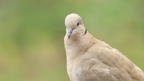 Fester-Rahmen-Mit-Nahaufnahme-Einer-Eurasischen-Kragentaube,-Die-Sich-Mit-Ihrem-Braunen-Linken-Auge-Mit-Einem-Sauberen,-Unscharfen-Grünen-Natürlichen-Hintergrund-Umschaut