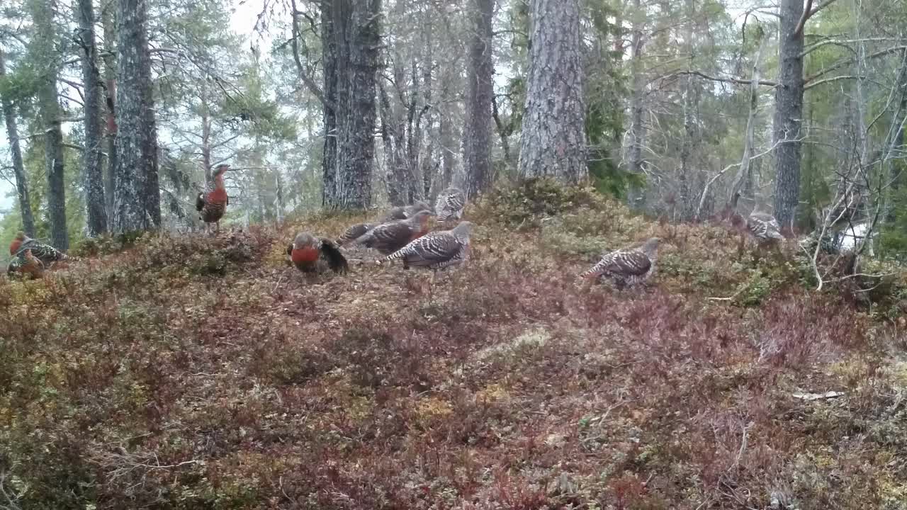 A dominant male Western capercaillie displays feathers and calls to attract females in the Norwegian wilderness. Filmed in spring among pine trees