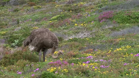 female-ostrich-scanning-environment-attentively,-medium-shot-in-lush-green-fynbos-environment-with-some-flowers,-wind-ruffles-plumage