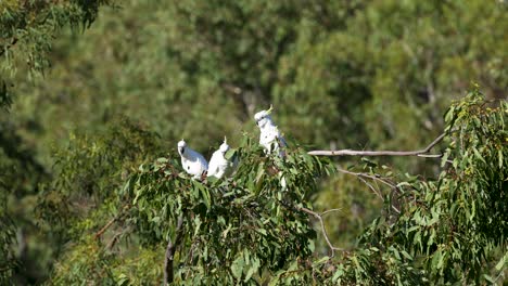 cockatoos interacting and moving on tree branches