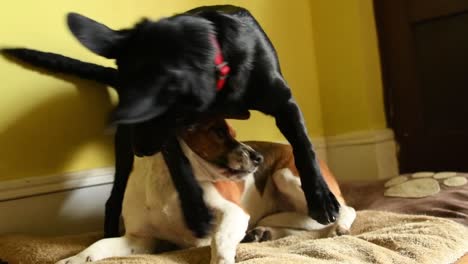 best friends, black labrador collie cross and a beagle playing together at home in a slow motion shot