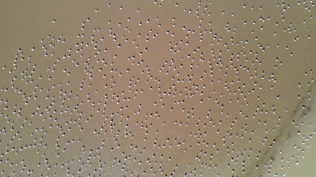 muchos pájaros blancos en una vista superior de la playa de arena