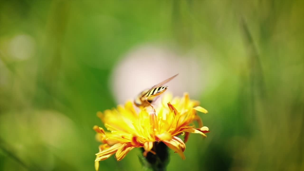 la avispa recoge el néctar de la flor crepis alpina en cámara lenta.