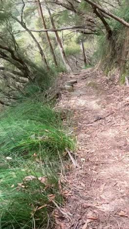 exploring a serene forest path in nature