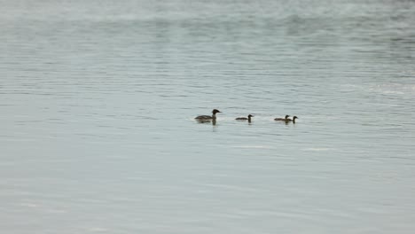 Family-of-Grebe-weave-through-the-water-canvas,-each-stroke-silent-motion