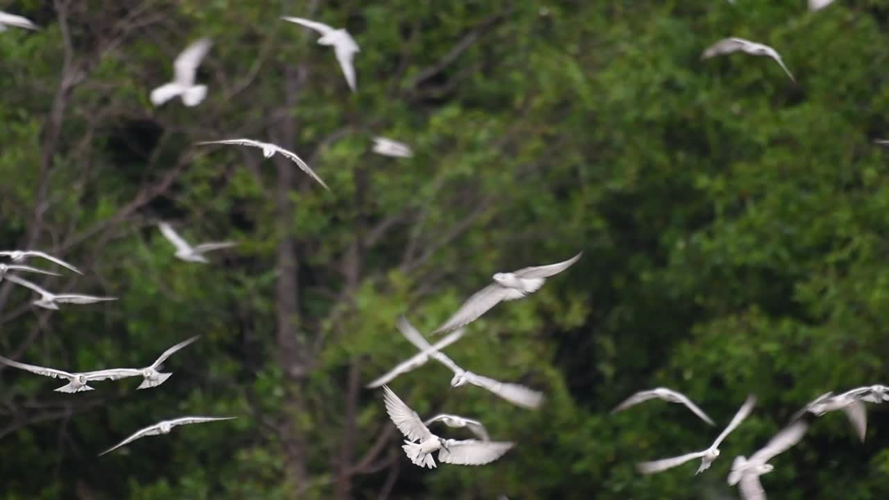 제비갈매기는 전 세계 바다, 강 및 기타 더 넓은 수역에서 볼 수 있는 바닷새입니다.