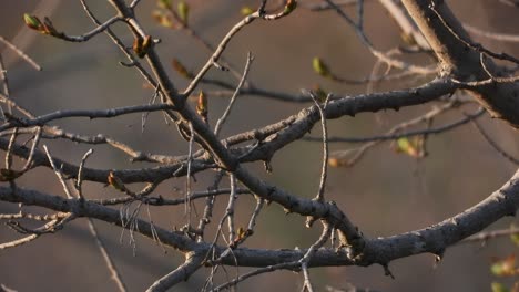 male eastern bluebird perched on tree branch, flying away