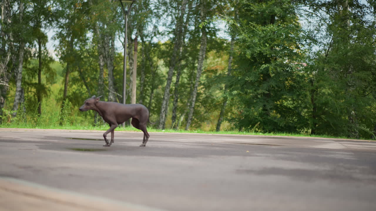 Naked Canine Moves Through Park Space, Bareskinned Dog Strides Confidently In Open Park Area, Skinned Dog Navigates Brick Courtyard With Keen Senses Near Park Bench And Distant Observer