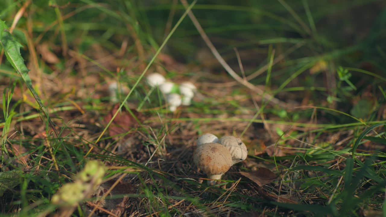 Close-up of forest mushrooms growing on grassy ground, with a fly perched on one of the caps, the earthy forest floor, scattered leaves, and vibrant greenery
