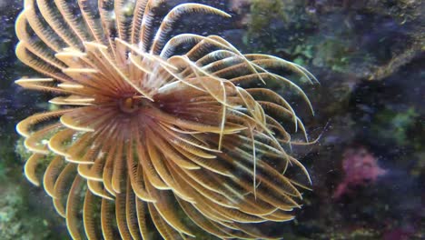 水族館の魚 - 4kビデオ