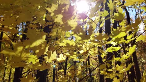 Disparo-Ascendente-Junto-A-Hojas-Amarillas-Brillantes-Que-Soplan-En-El-Viento-En-Un-Bosque-Antes-De-Un-Sol-Amarillo-Brillante-Cerca-De-Ottawa,-Ontario