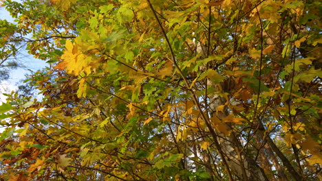 Coloración-Otoñal-En-El-Bosque-De-Matarnia-En-Gdansk,-Polonia.