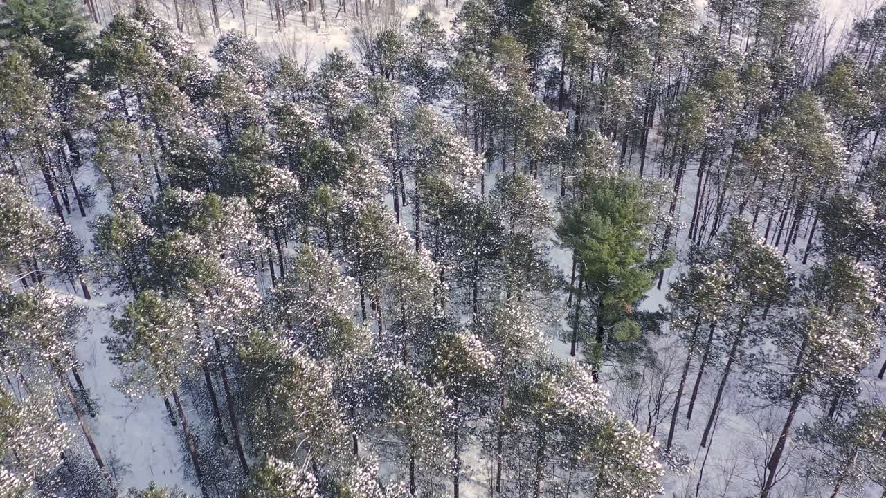 Drone shots of trees- nature during winter time
