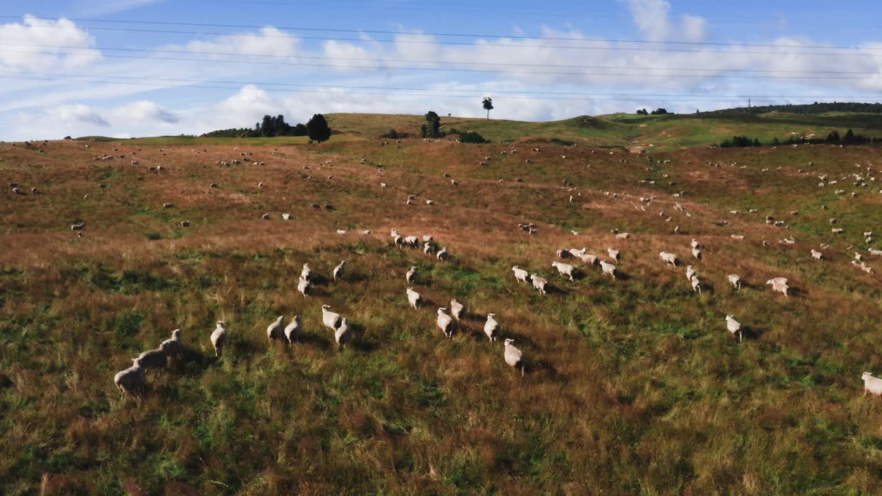 Gregge di pecore che pascola su idilliache dolci colline nella campagna della Nuova Zelanda